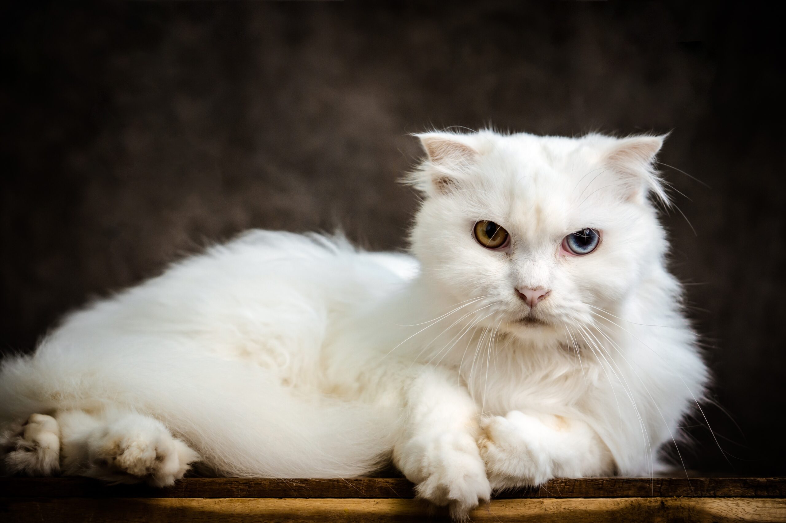 white-cat